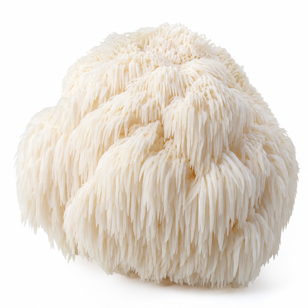 Lion's Mane Mushroom